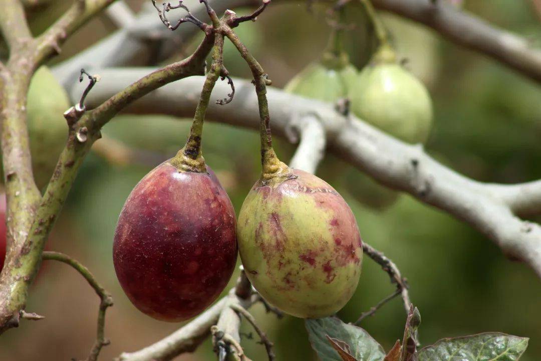 全球最罕见的水果你吃过几种