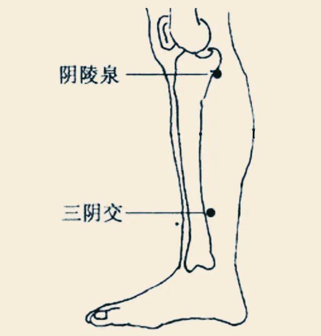 平時,大家可點揉從三陰交到陰陵泉這一段經絡,每天10~20次.