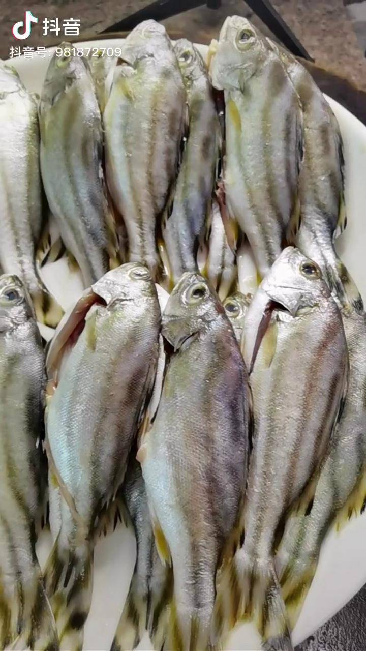 这鱼我们叫斑猪你们叫什么鱼抖音美食创作人煎鱼