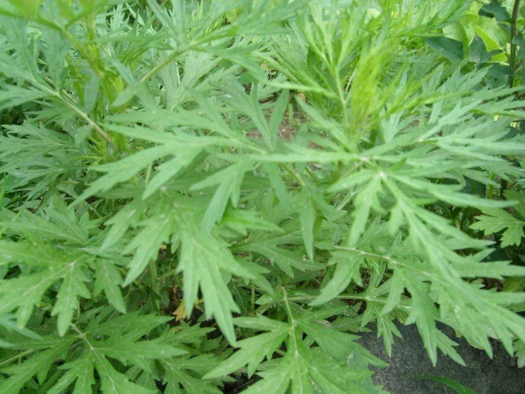 跟着诗词挖野菜,多识于草木之名_荠菜_蒌蒿_孩子