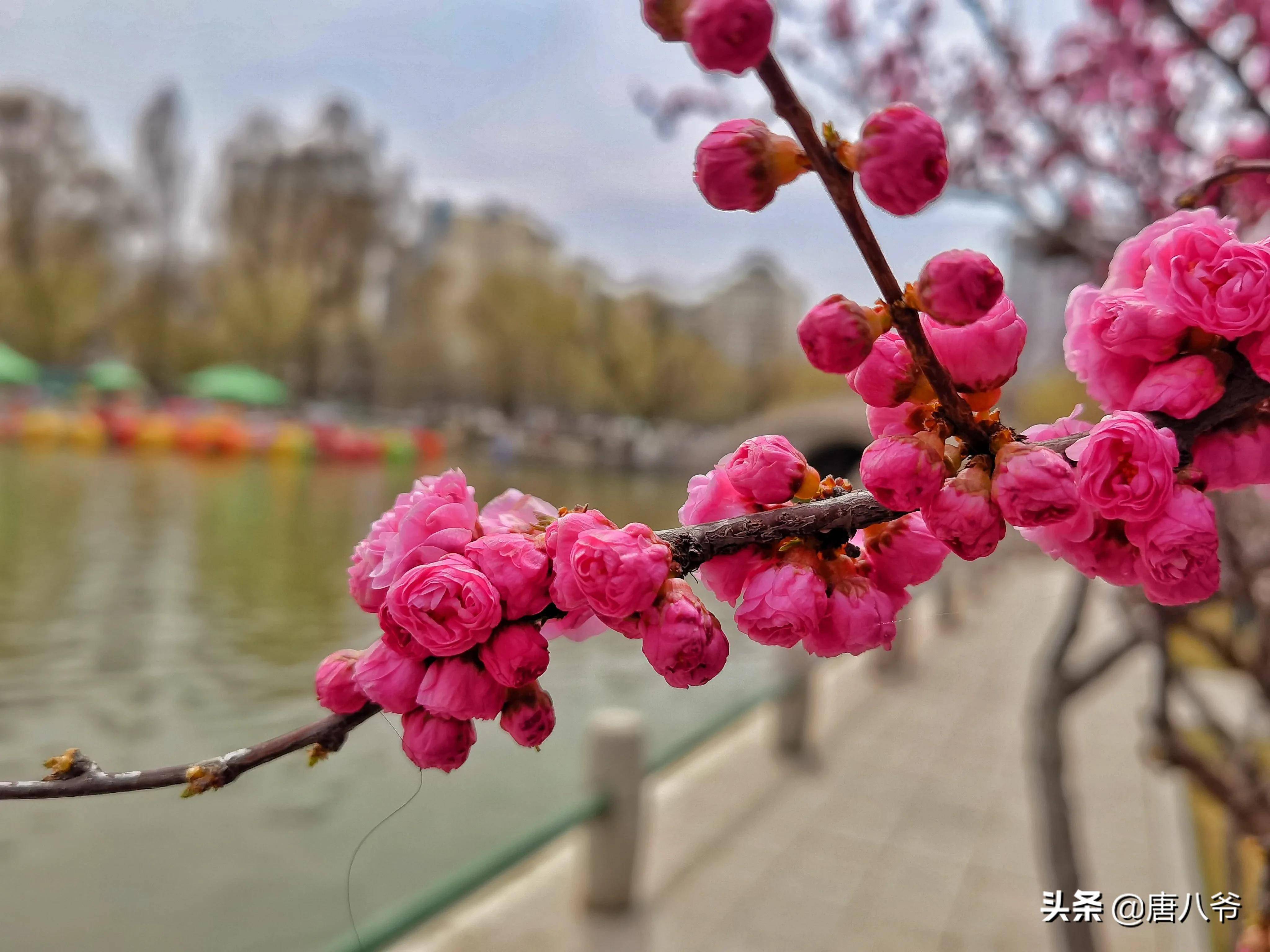 春天的红梅花昂然绽放,红梅花艳如晚霞,那样鲜丽妖媚_古代人_风韵