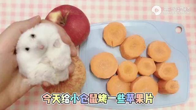 烤一點蘋果片給倉鼠做小零食吃吃