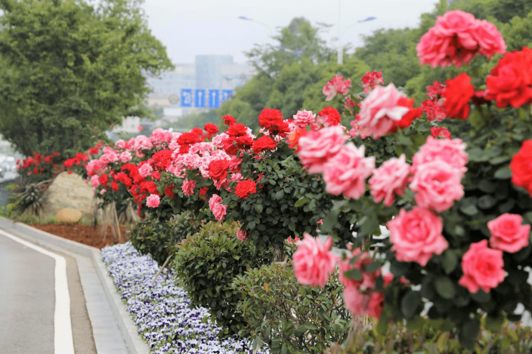 公路绿化花卉品种图片