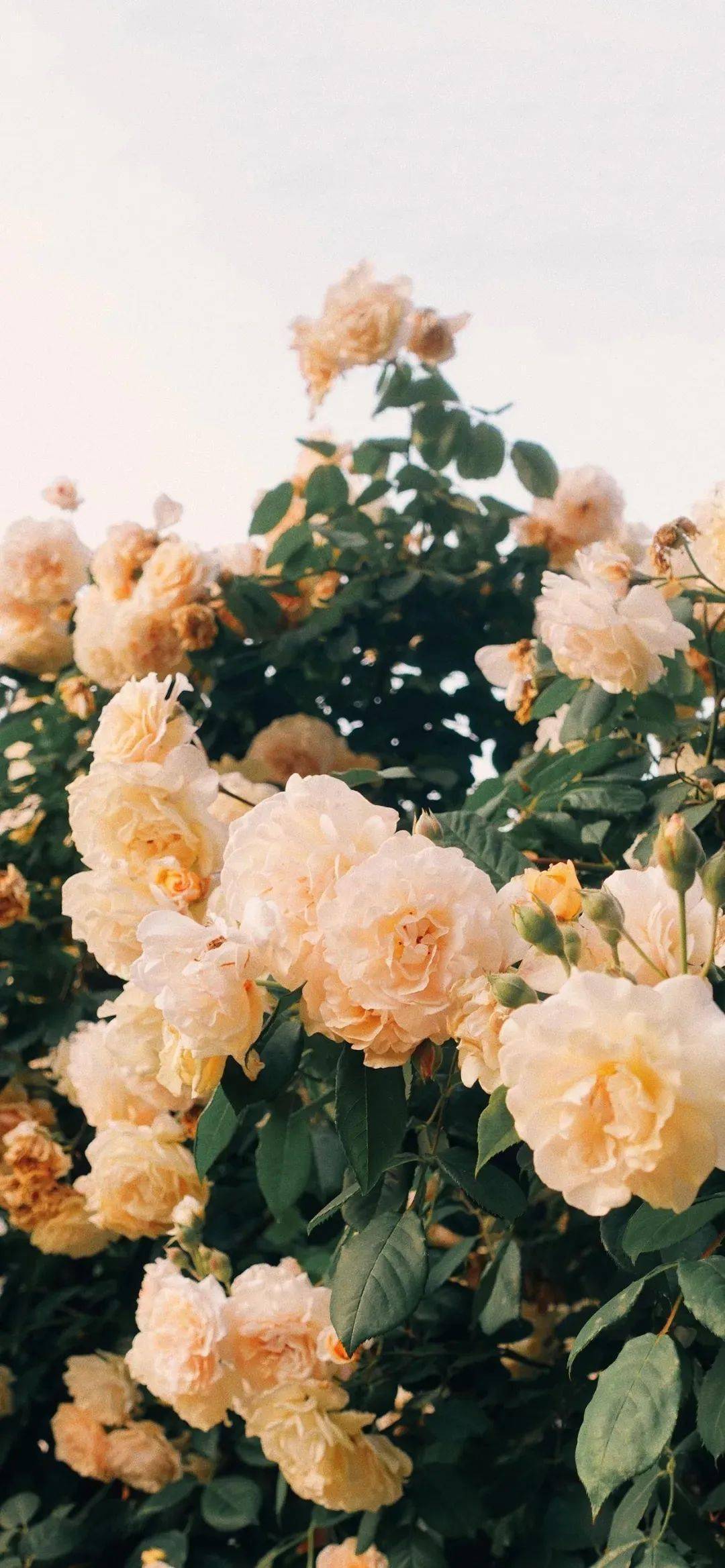 壁纸 | 氛围感拉满的苹果全面屏壁纸