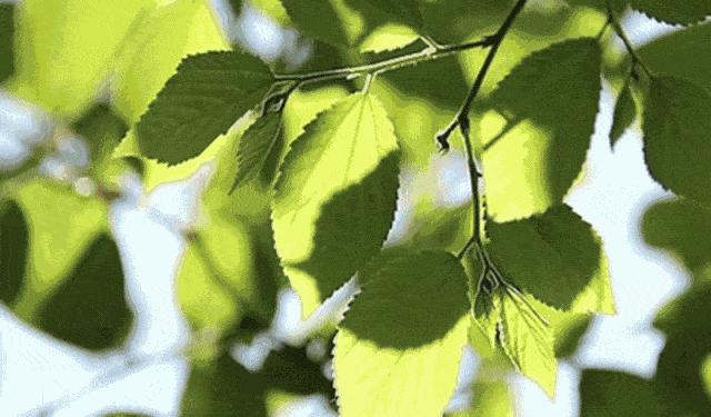 640_375gif 动态图 动图