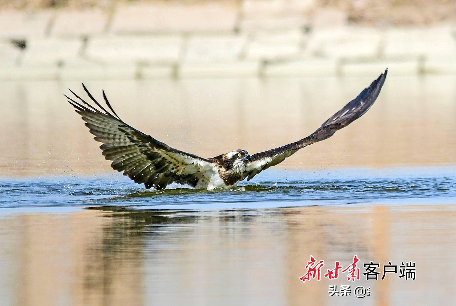 超燃塞上老鹰入水捕鱼高清大图来袭