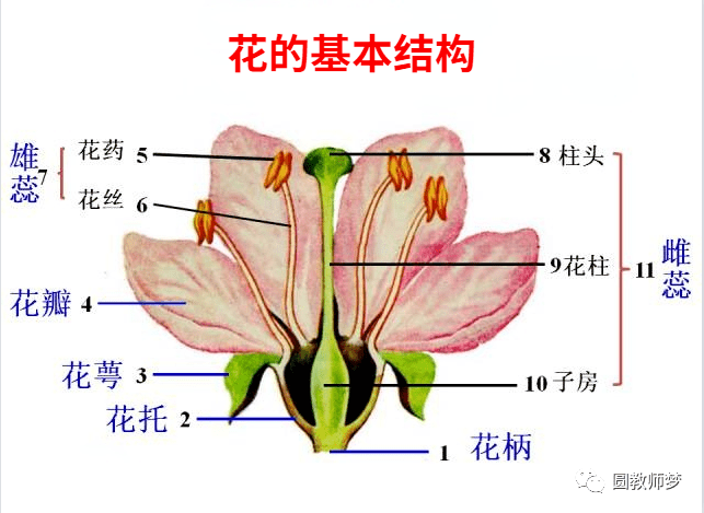 生物课 花的结构 雌蕊 子房 雄蕊