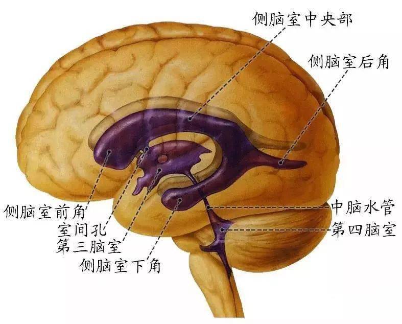 大腦結構均到齊,牢記特點莫忘記.