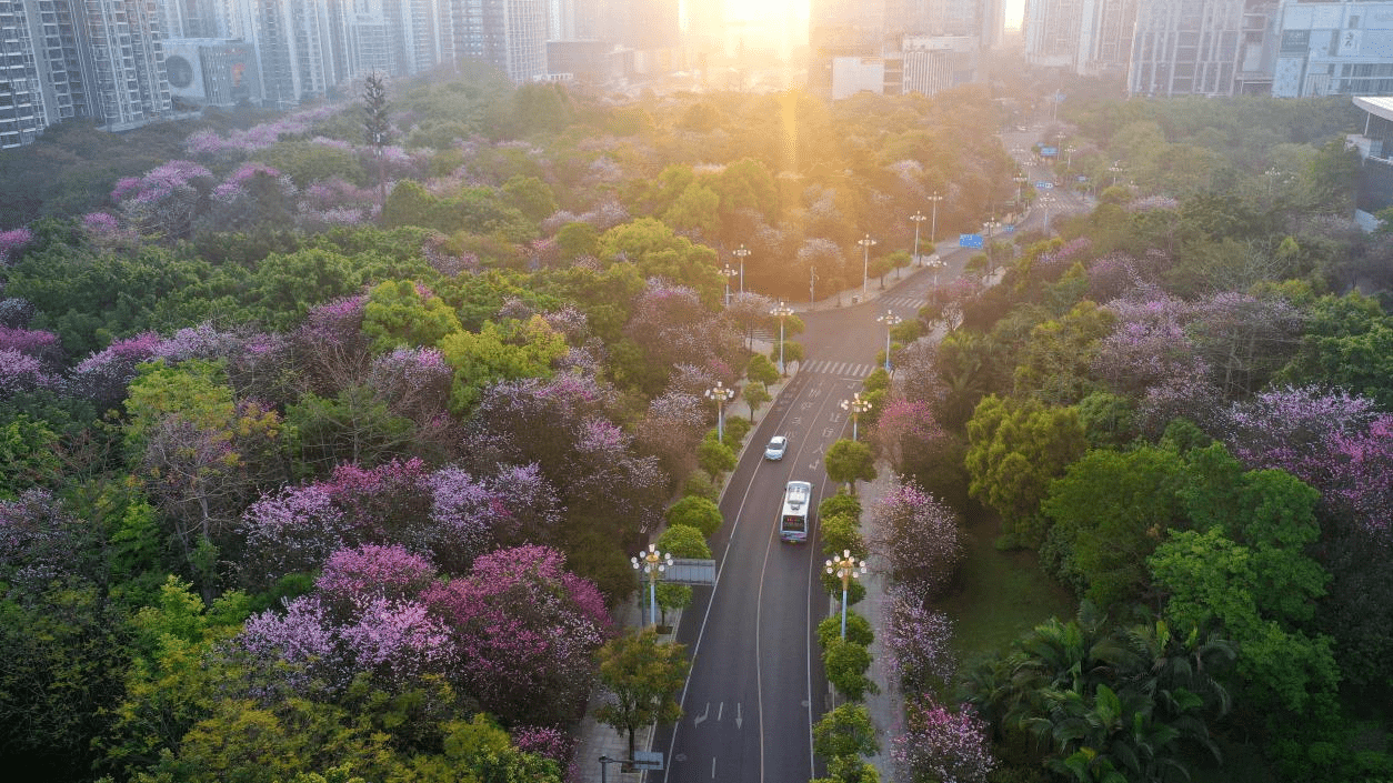 柳州紫荆花照片图片