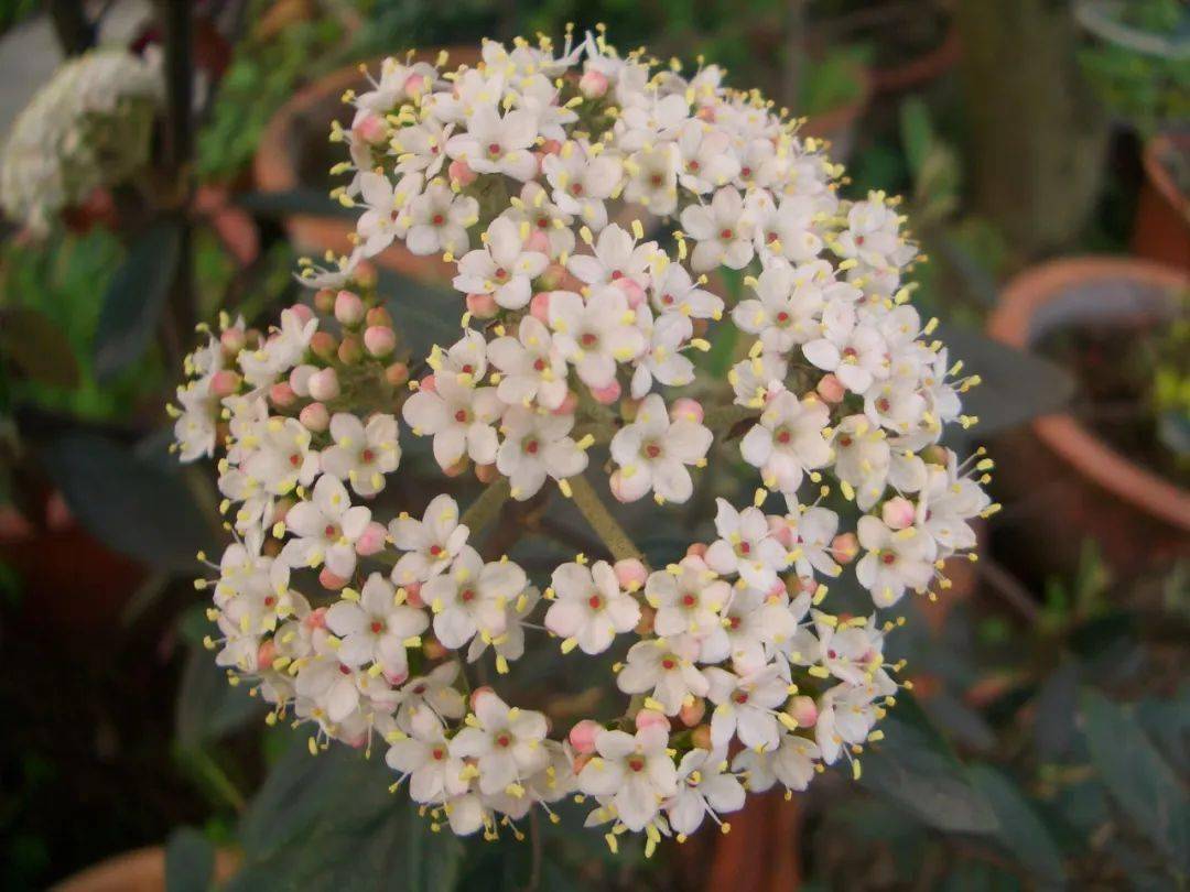 如琼花,蝴蝶荚蒾等;有的则全部由大型不孕花组成,如绣球荚蒾,粉团等