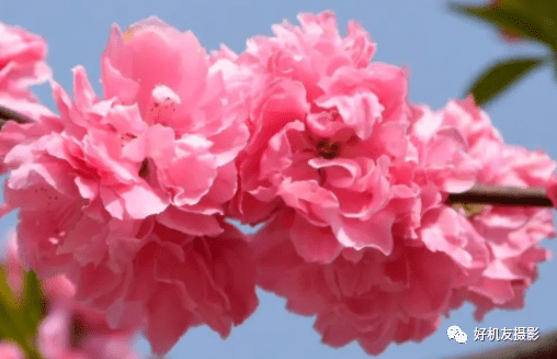 终日拍花不识花 一篇文章帮你认识常见春花品种 碧桃 单生 粉色