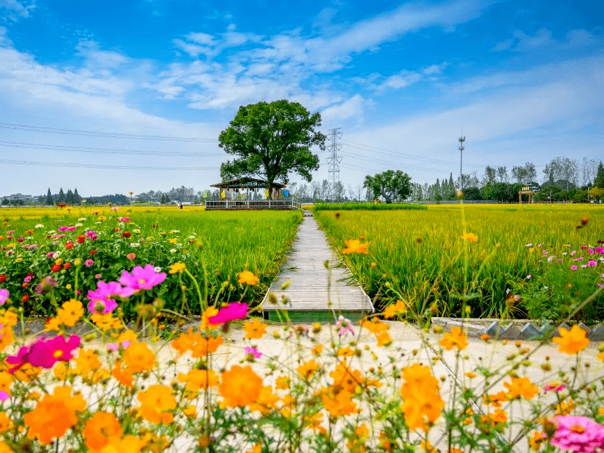 义乌这个镇入选国家级名单!是你家乡吗?_义亭镇_红糖_农业