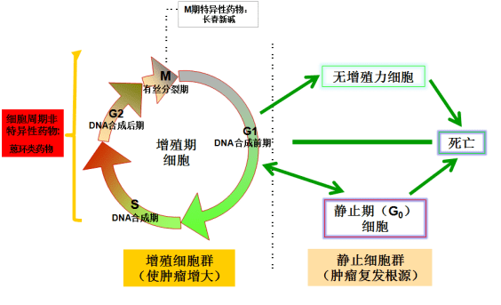 药师说药儿童血液系统恶性肿瘤的抗肿瘤抗生素蒽环类药物