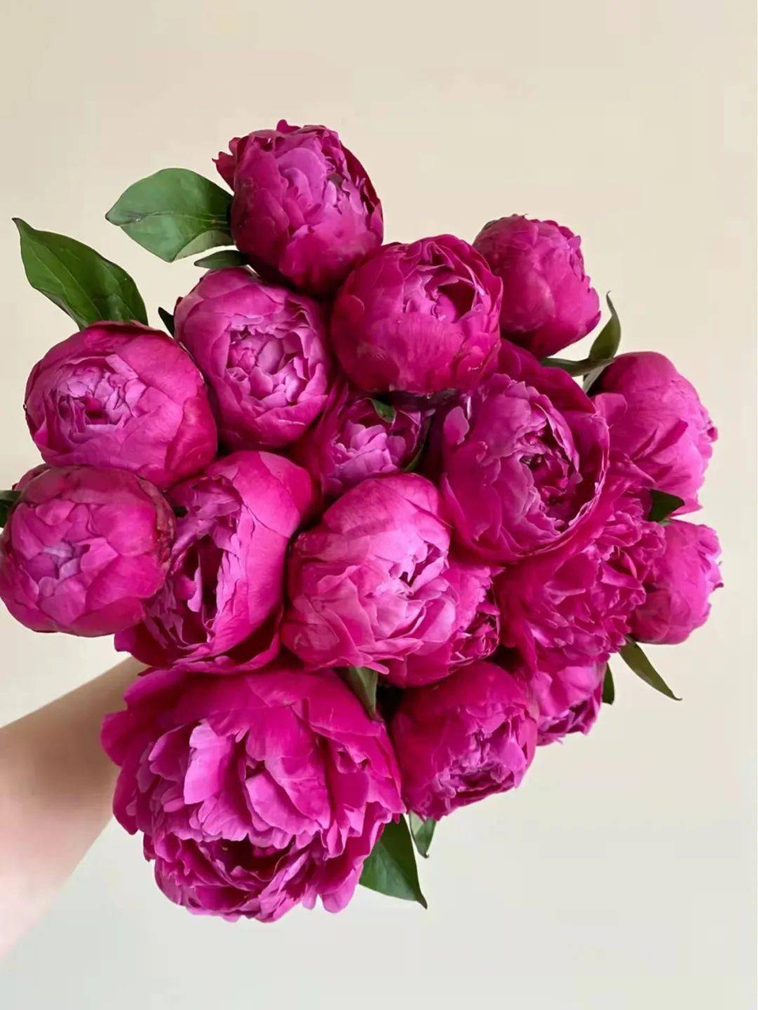 今日芍药红富士