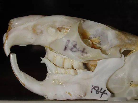 养龙猫那么久你了解它的牙齿吗