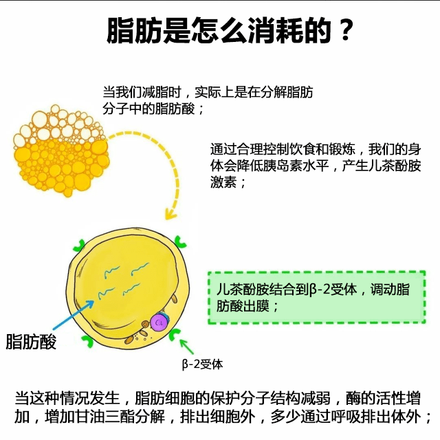 脂肪是怎么消耗的