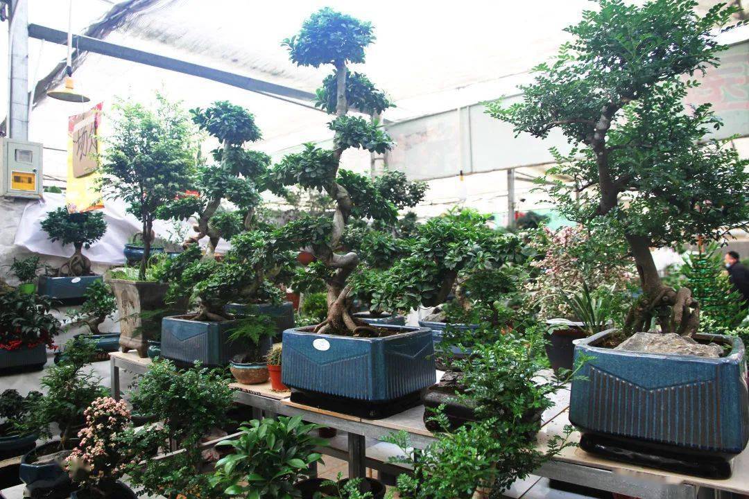 汇春博物园之明星商户丨盆景艺术细微之美