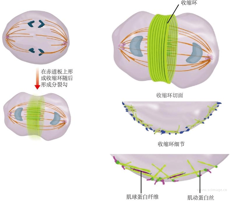 生物科普生物细胞分裂高清图蕴含考点