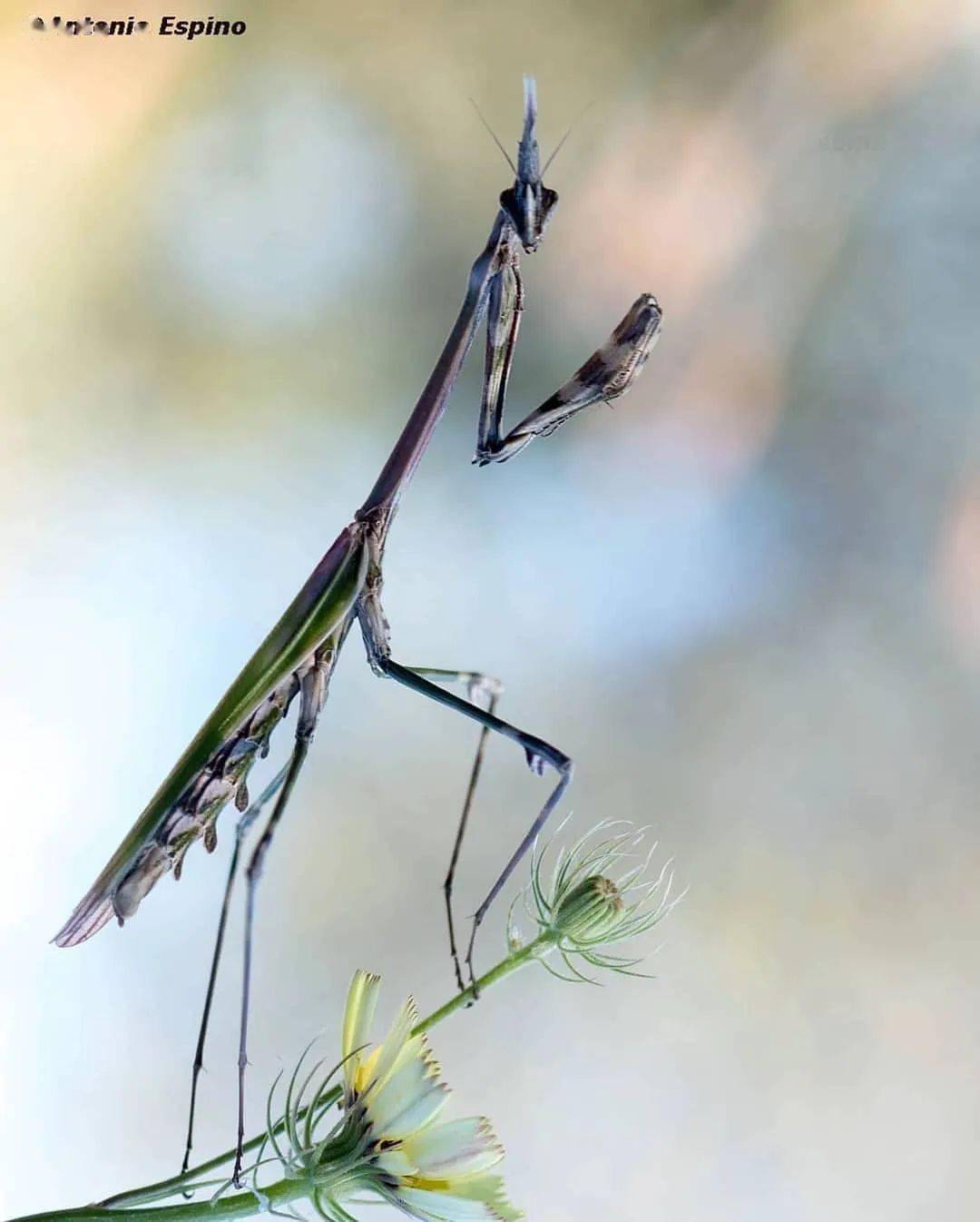 蚂蚁举重这张照片如何用手机拍摄