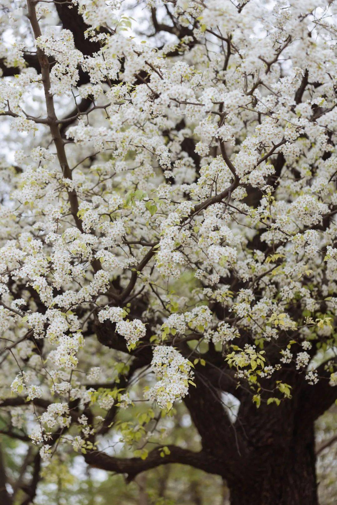 一树梨花开相遇人间雪
