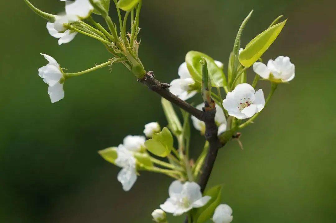 無錫梅園原來你是這樣的春日頂流我覺得 一萬句春天的文案都抵不上一