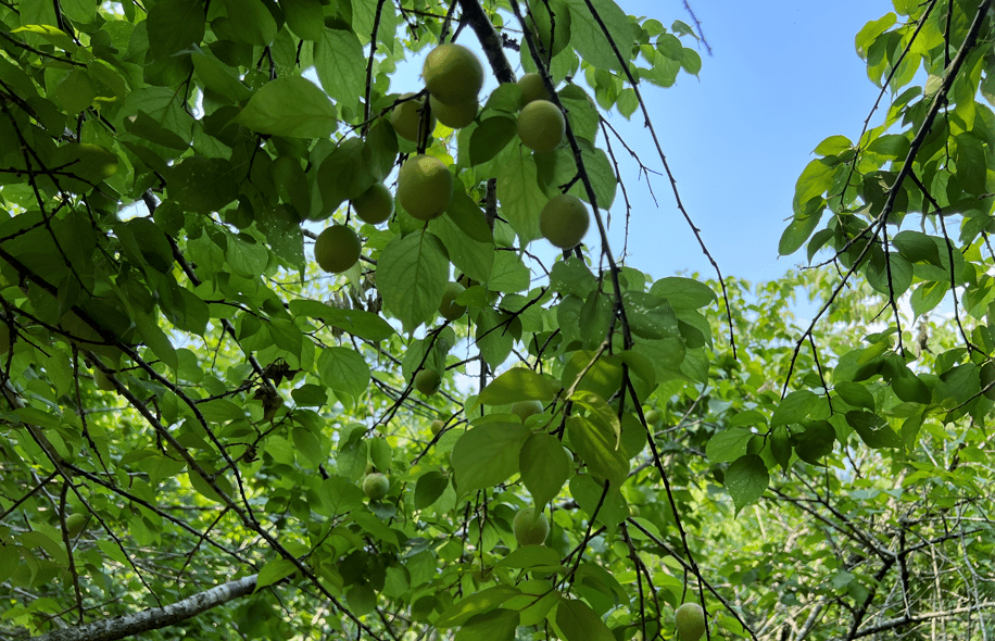 乡村振兴大江镇青梅挂满枝采摘正当时