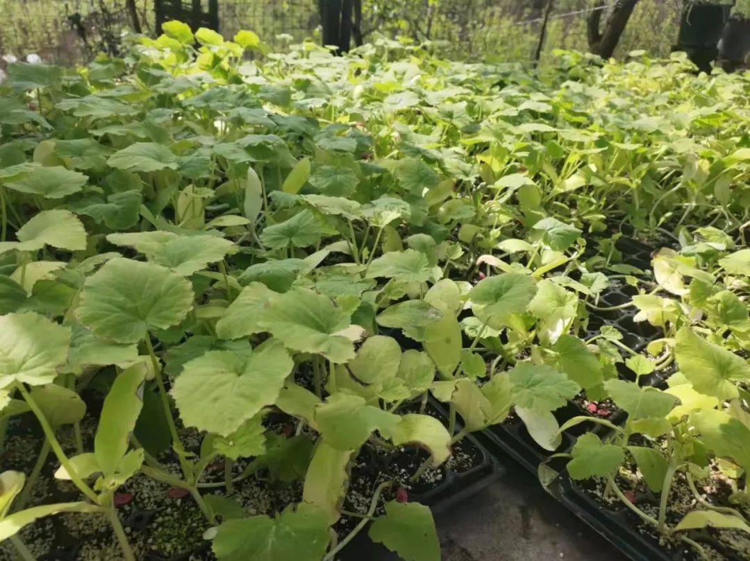 乡村振兴看变化产业篇开阳楠木渡镇红星村种下黄金苗收获致富瓜