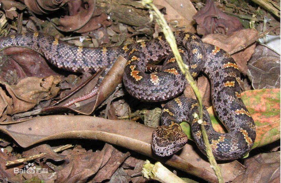 蜂筑巢蛇出没丨这个季节防蜂防蛇安全知识你得懂