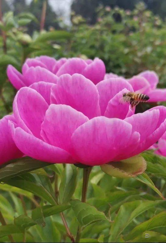 图说梓州 新鲁芍药花开 新鲁镇 三台县 山坡上