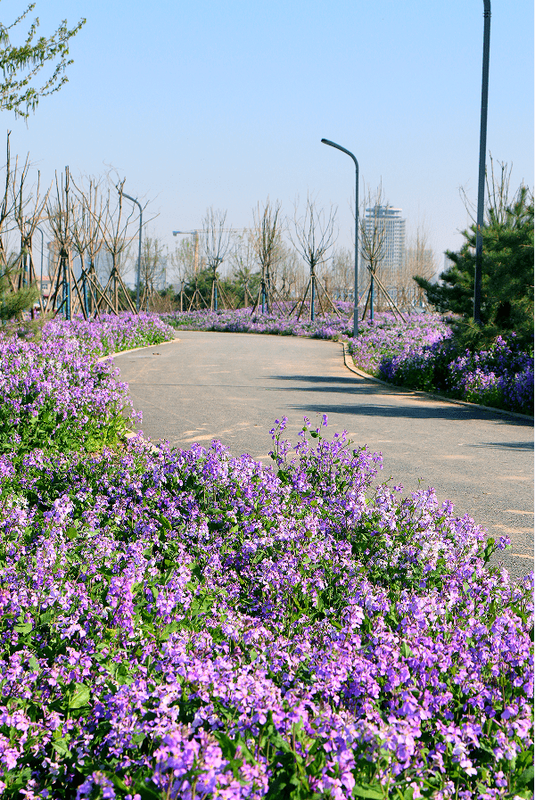花景美如画,携君共赏春_海棠_樱花_丁香