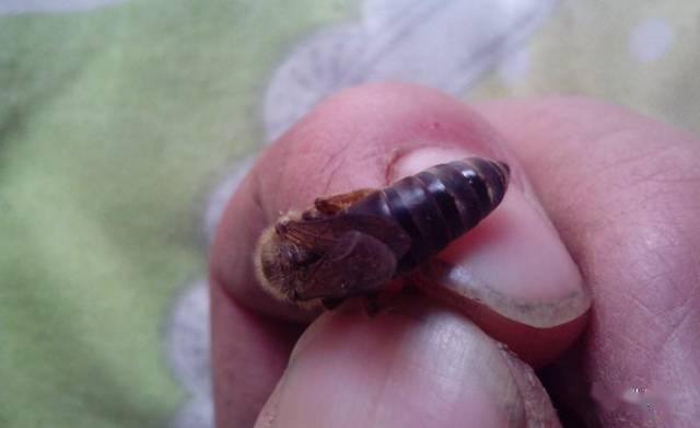 王台_幼虫_女王