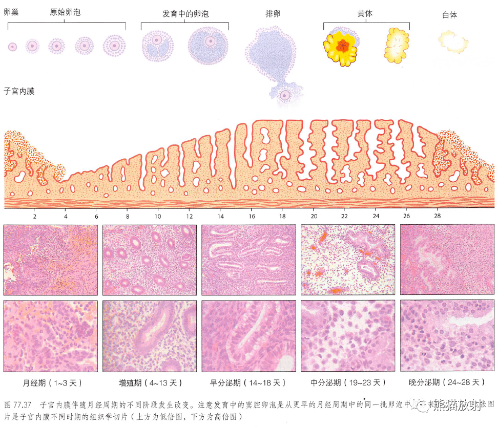 膀胱壁组织层次结构图片