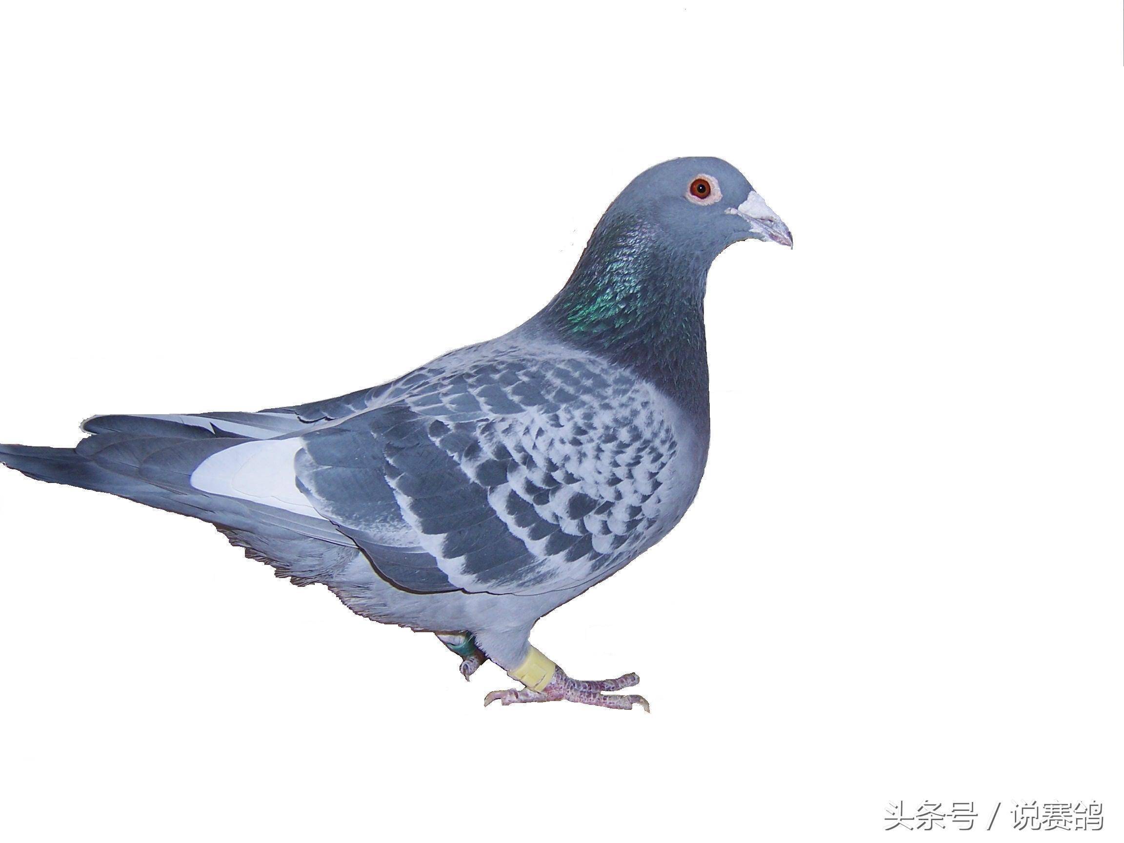 关于赛鸽体型的意见_鸽子_比赛_差别