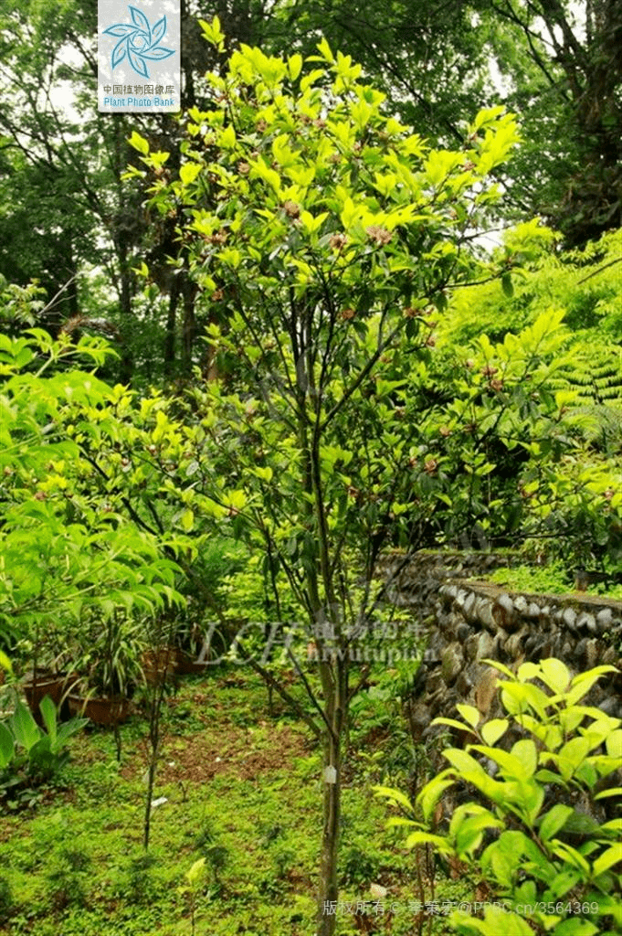 生态文化.2. 昆明植物研究所.云南特有的"活化石"——云南含笑.3.