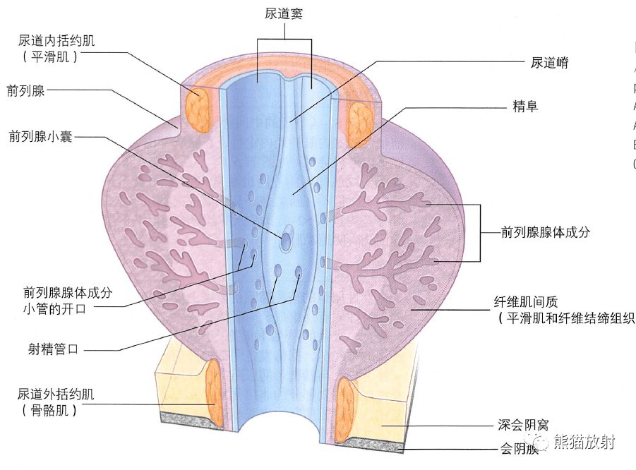 解剖丨膀胱,前列腺,尿道,生殖系統_子宮_男性_盆腔