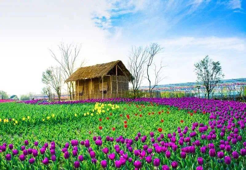 芜湖六郎湿地花海图片