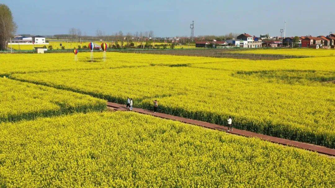 据资市镇党委委员,副镇长陆菊介绍,油菜花海项目占地总面积是8公顷,总