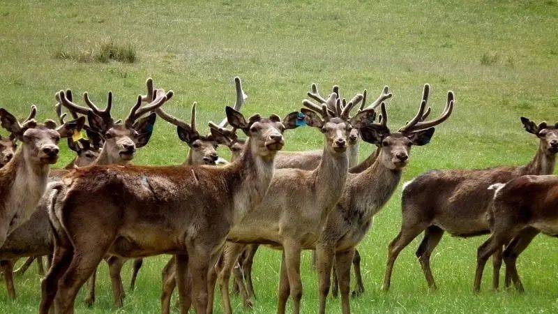 鹿场饲养有近千只马鹿,白唇鹿和梅花鹿,是亚洲最大的半野生鹿驯养基地