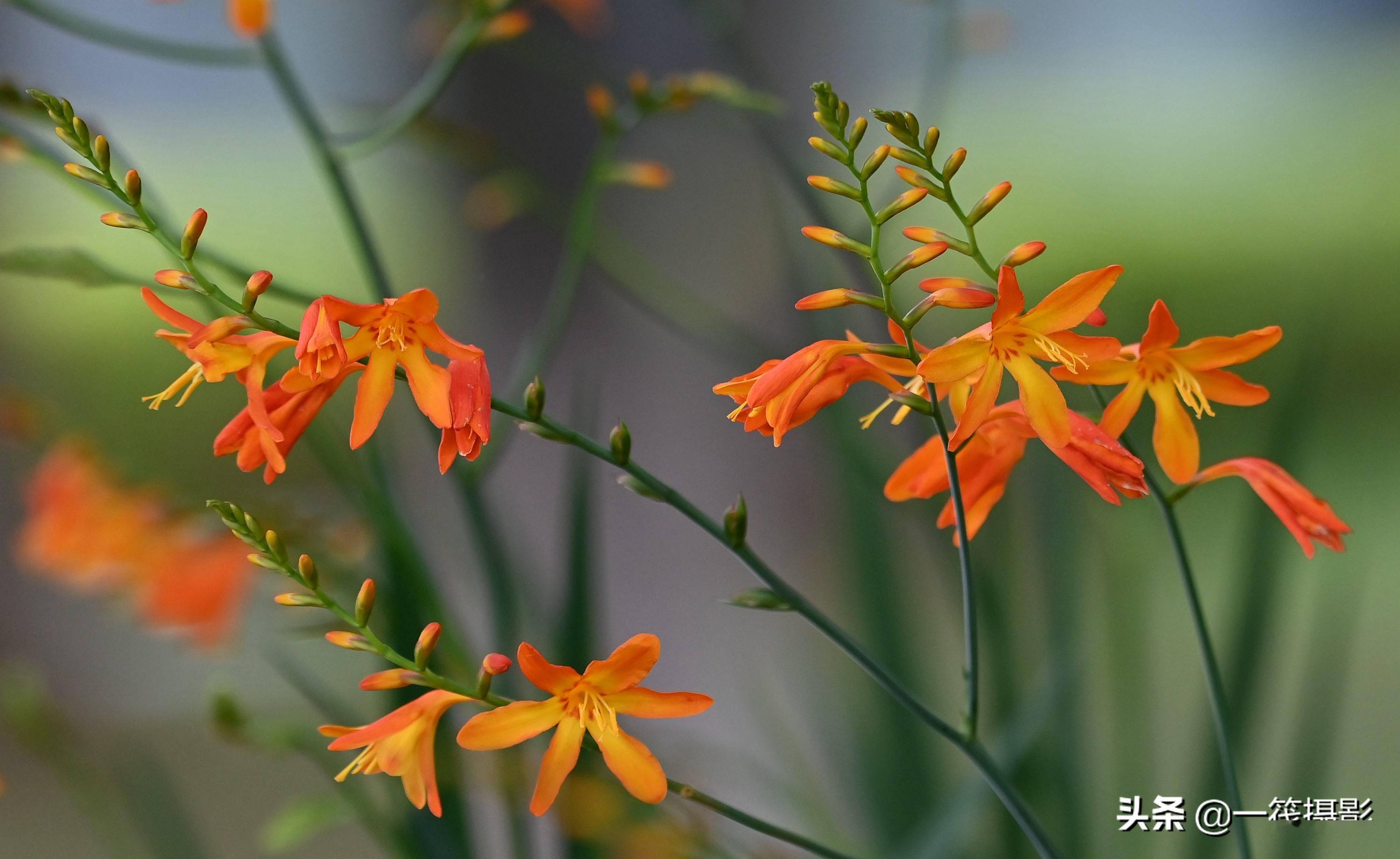 美花欣赏亦花亦药雄黄兰