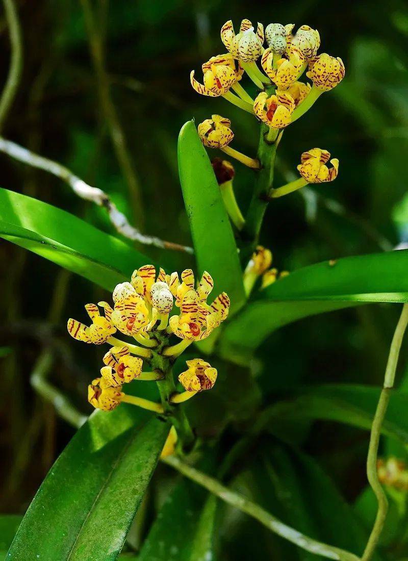 【生物多样性看西双版纳】西双版纳有多少野生兰花?