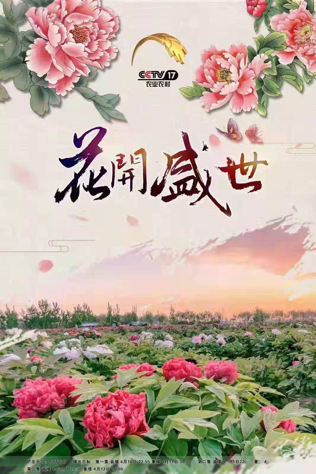 大型牡丹文化纪录片花开盛世将亮相央视