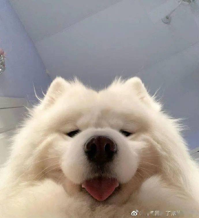 同样是怼脸拍为什么汪星人还能做到如此可爱