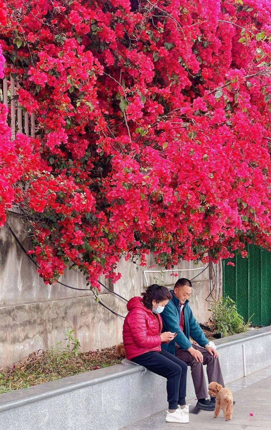 西昌市花三角梅图片