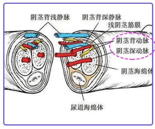 男生的丁丁构造图片