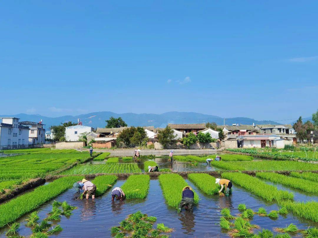宝秀镇:田园美如画 正是插秧时_水稻_种植_石屏县