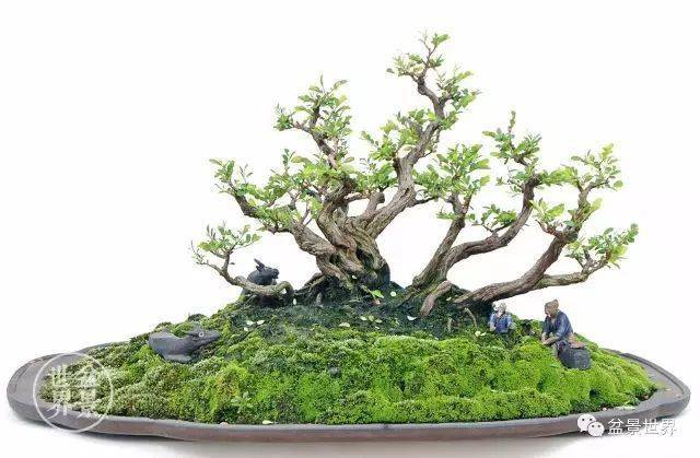 山格木叶小如珠,枝干在生长10—12年后表皮开始逐片脱落,出现明显"