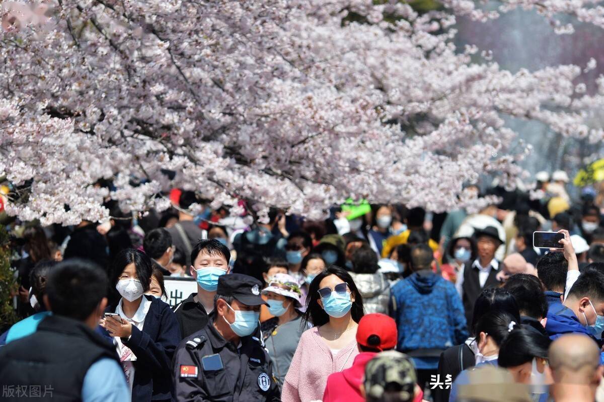 青岛樱花节2022图片