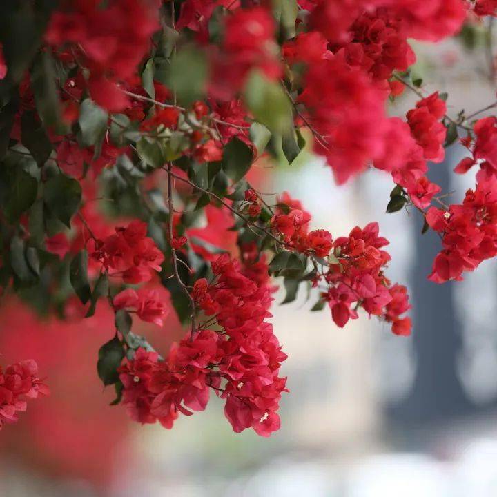 绚如彩霞西昌三角梅一键启动怒放模式