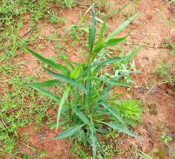 五十種可食用野菜爽口美味祛病健身上篇