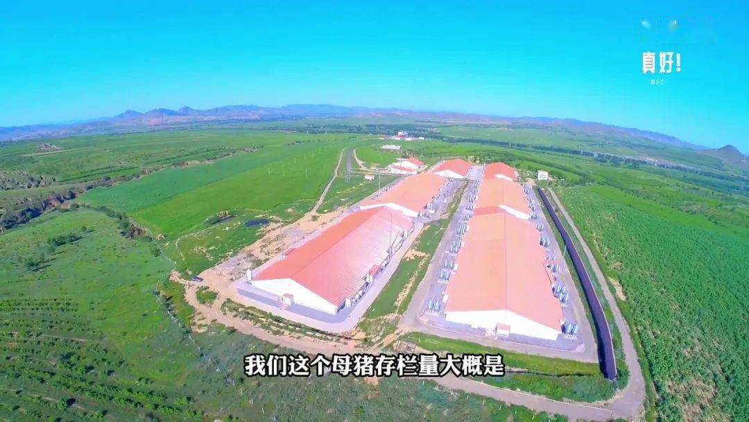 《赤峰有你真好》毛区健丽:12年成就亚洲最大种猪场_上市_综合_投资